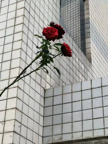 西科社团代表精神,助球队获得胜利 西科社团代表精神,助球队获得胜利